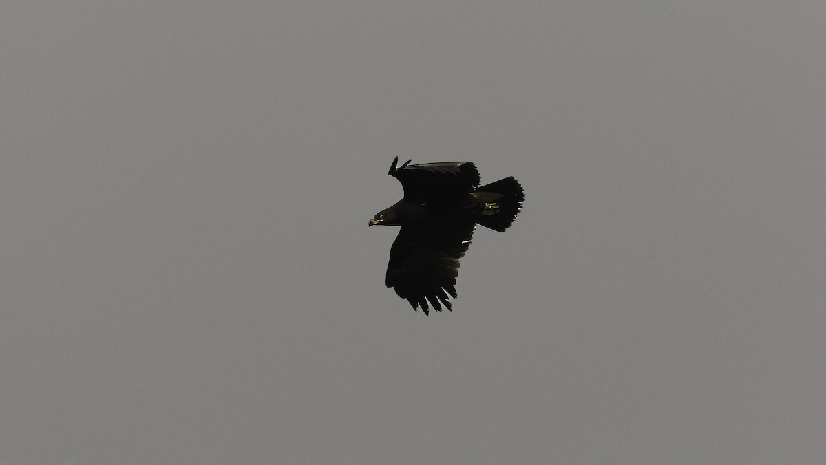 Greater Spotted Eagle - ML620525342
