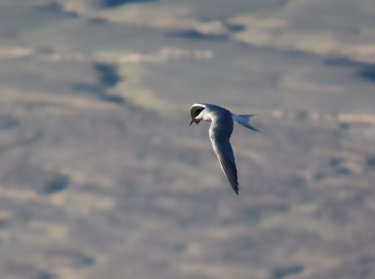 Common Tern - Jeff Hopkins