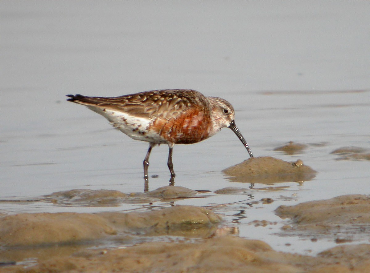 Curlew Sandpiper - ML620525347