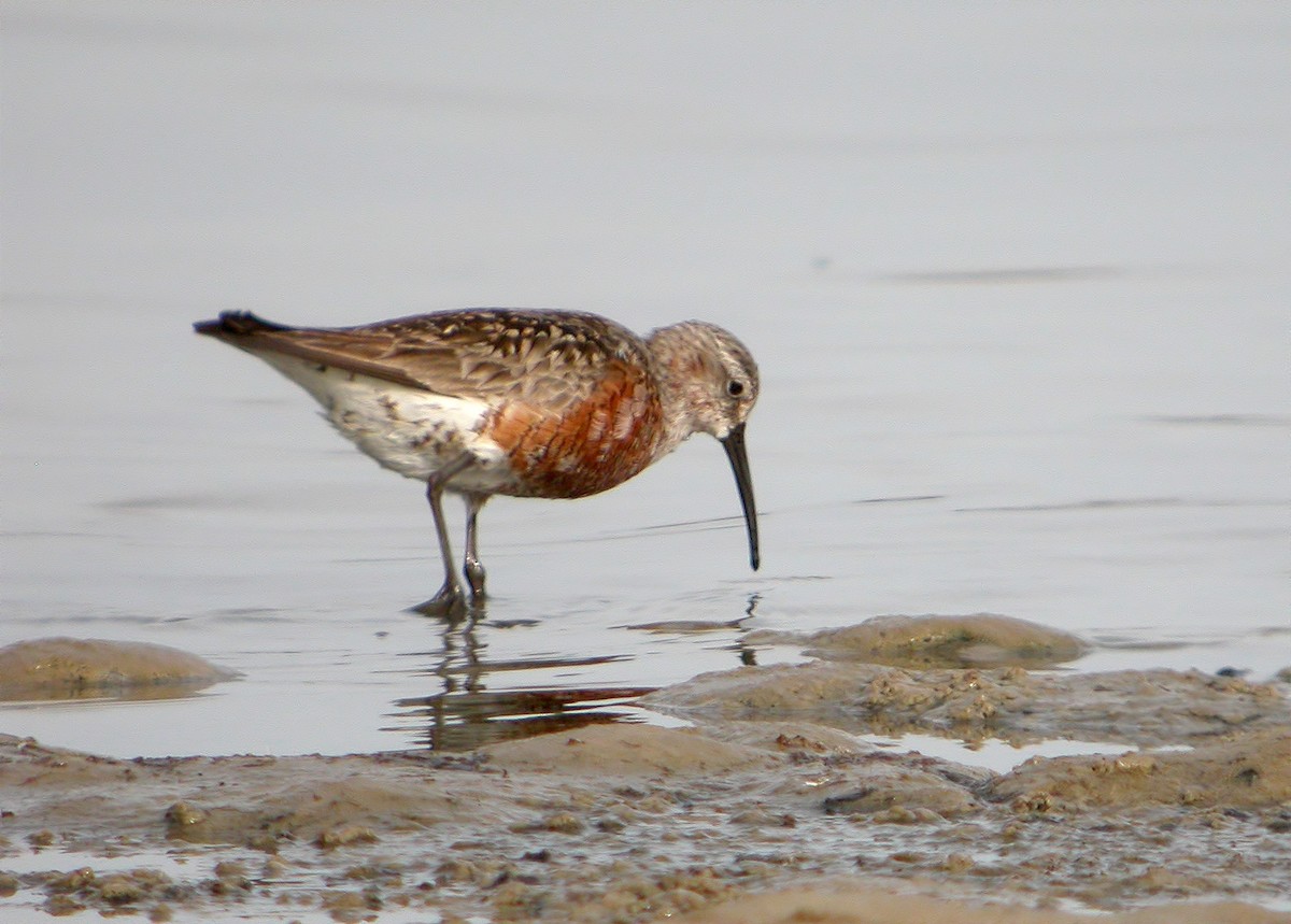 Curlew Sandpiper - ML620525348