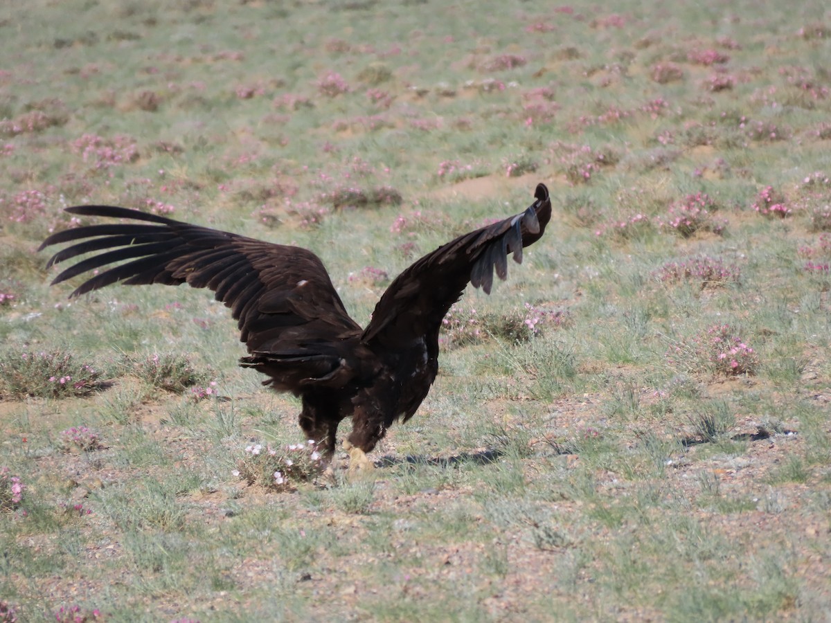 Cinereous Vulture - ML620525351