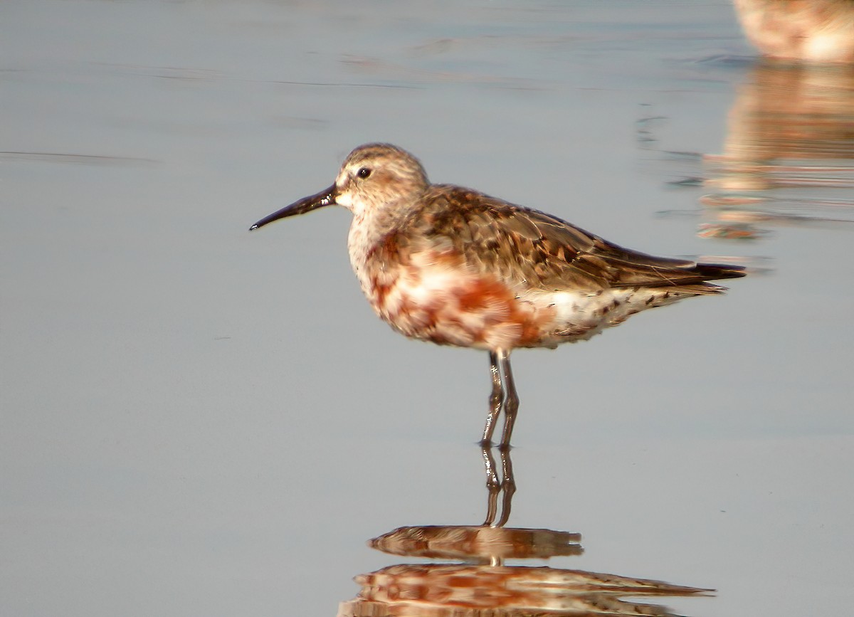 Curlew Sandpiper - ML620525359