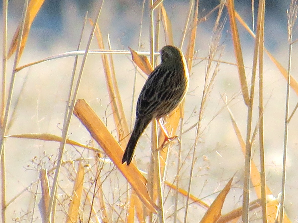 Chestnut-eared Bunting - ML620525363