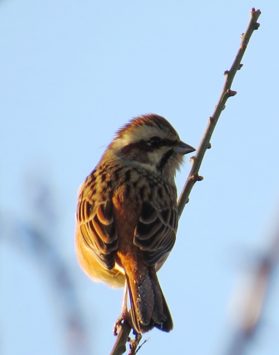 Meadow Bunting - ML620525366