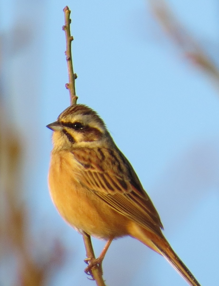 Meadow Bunting - ML620525367