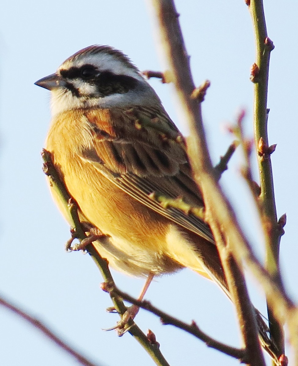 Meadow Bunting - ML620525369