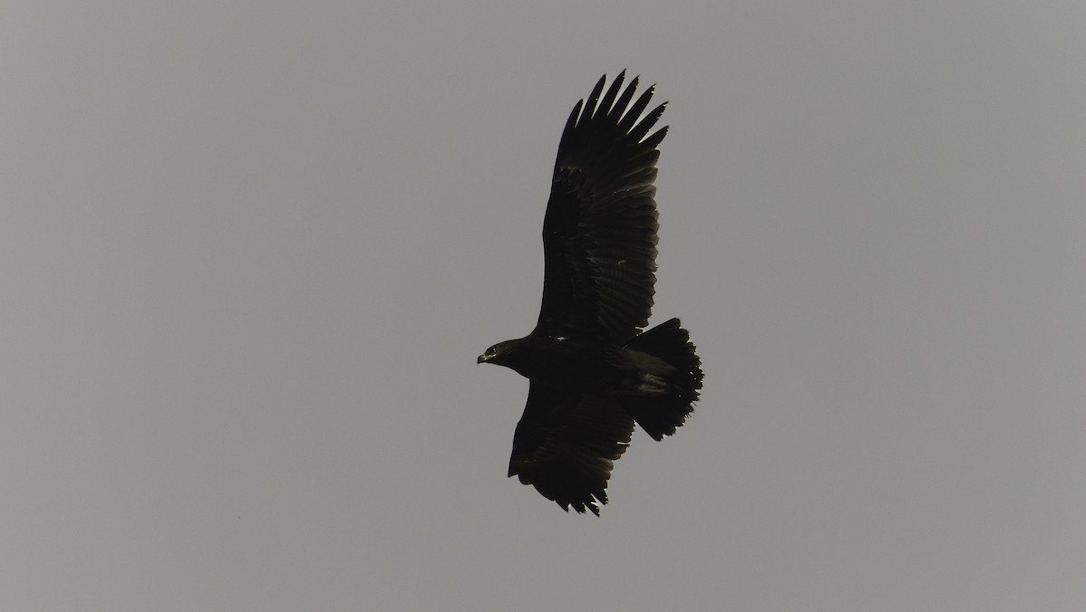 Greater Spotted Eagle - ML620525370