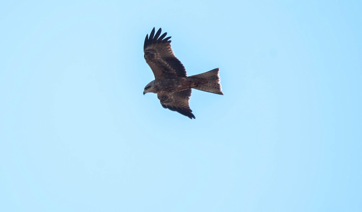 Black Kite - Gordon Arthur