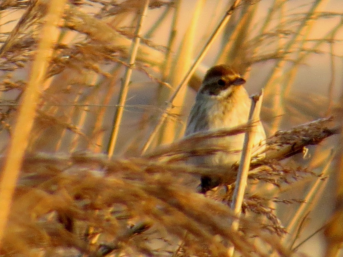 Masked Bunting - ML620525375