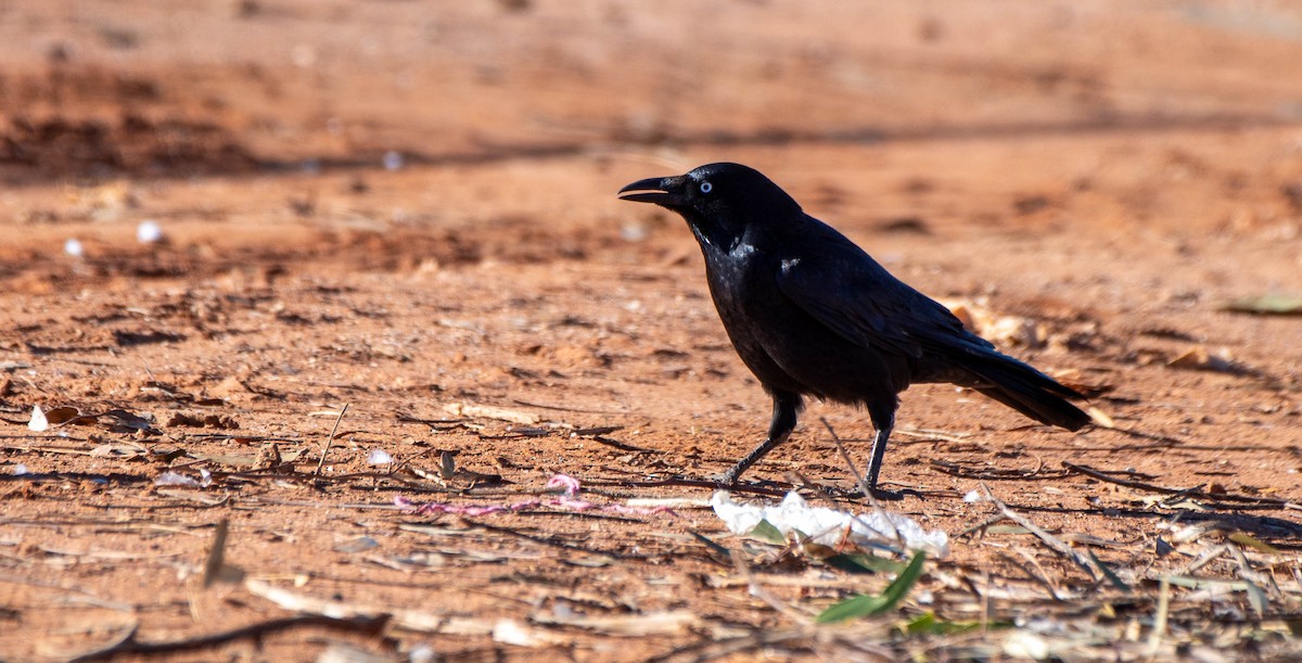 Australian Raven - ML620525376