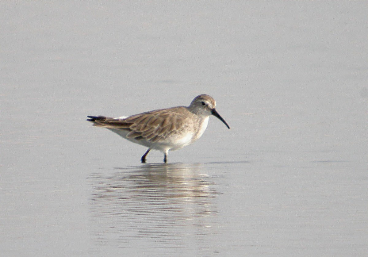 Curlew Sandpiper - ML620525379