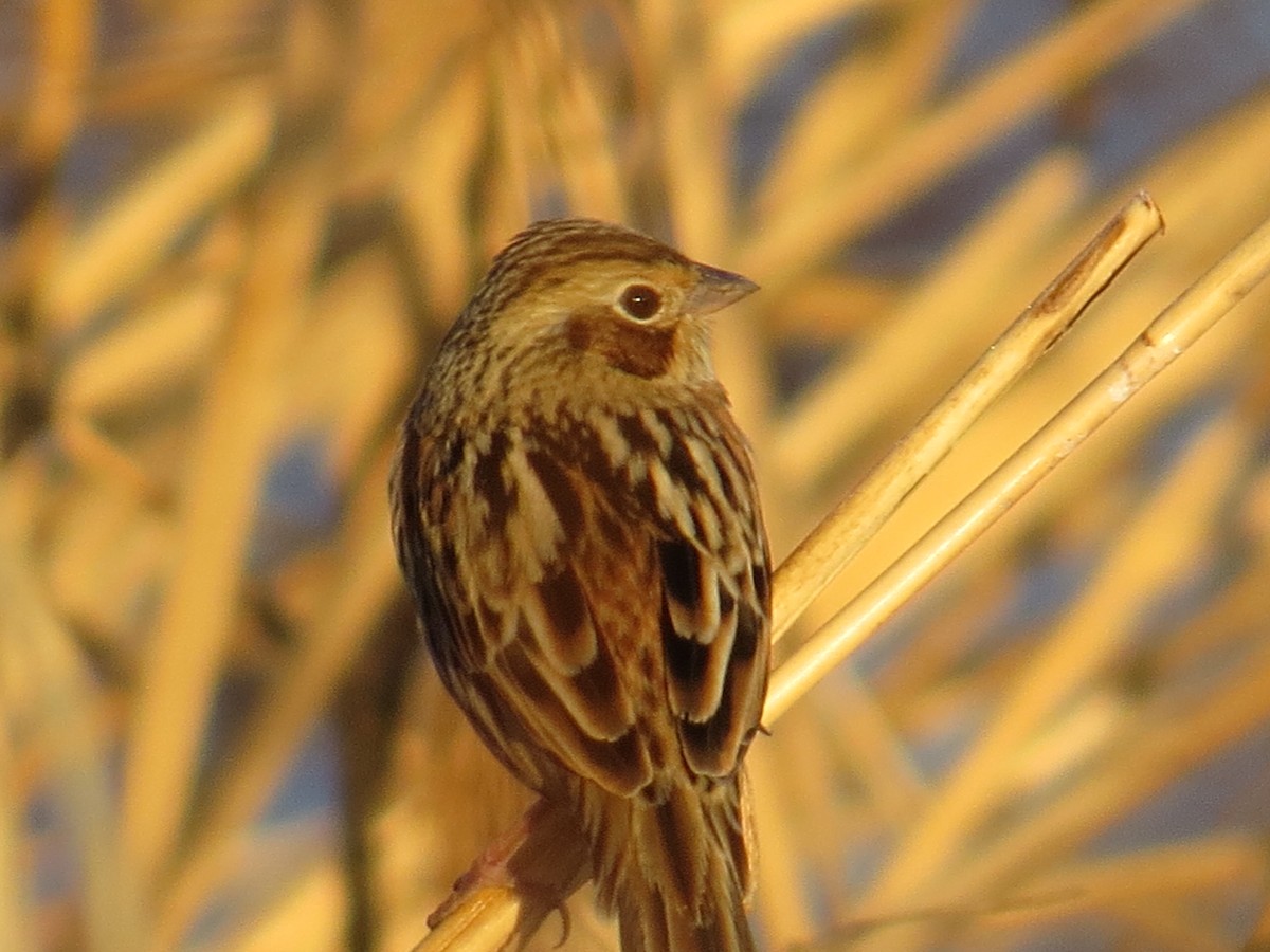 Chestnut-eared Bunting - ML620525381