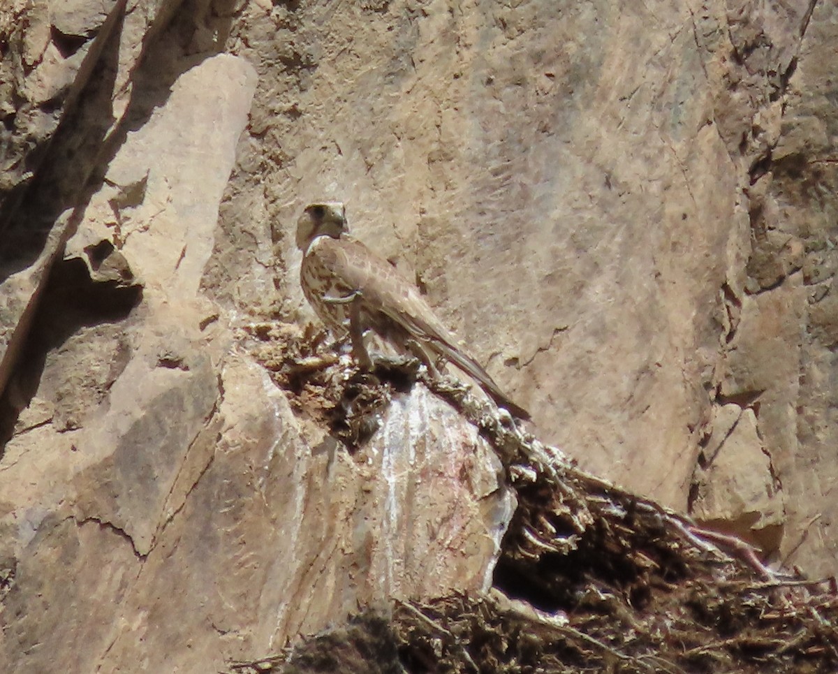 Saker Falcon - ML620525383