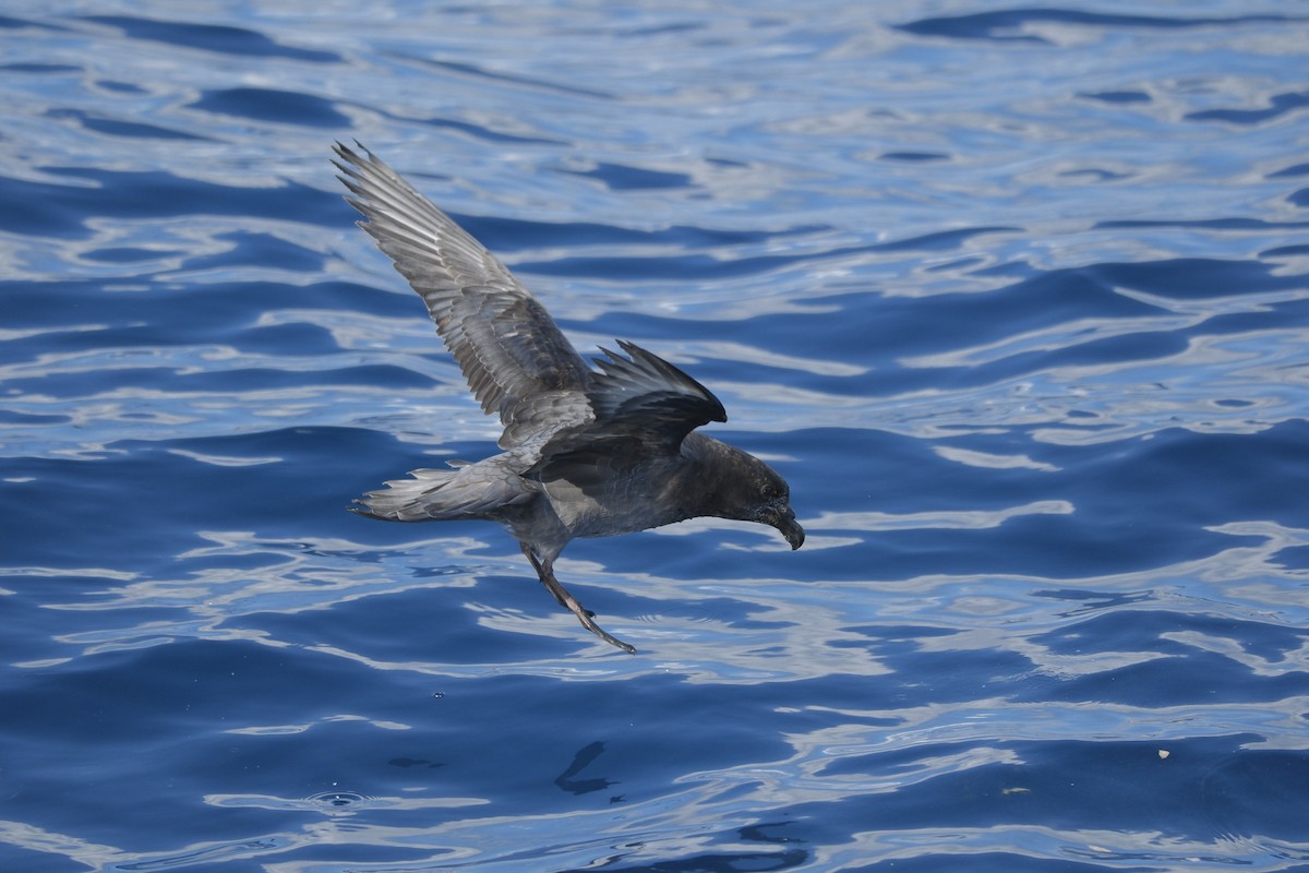 Petrel de Solander - ML620525387