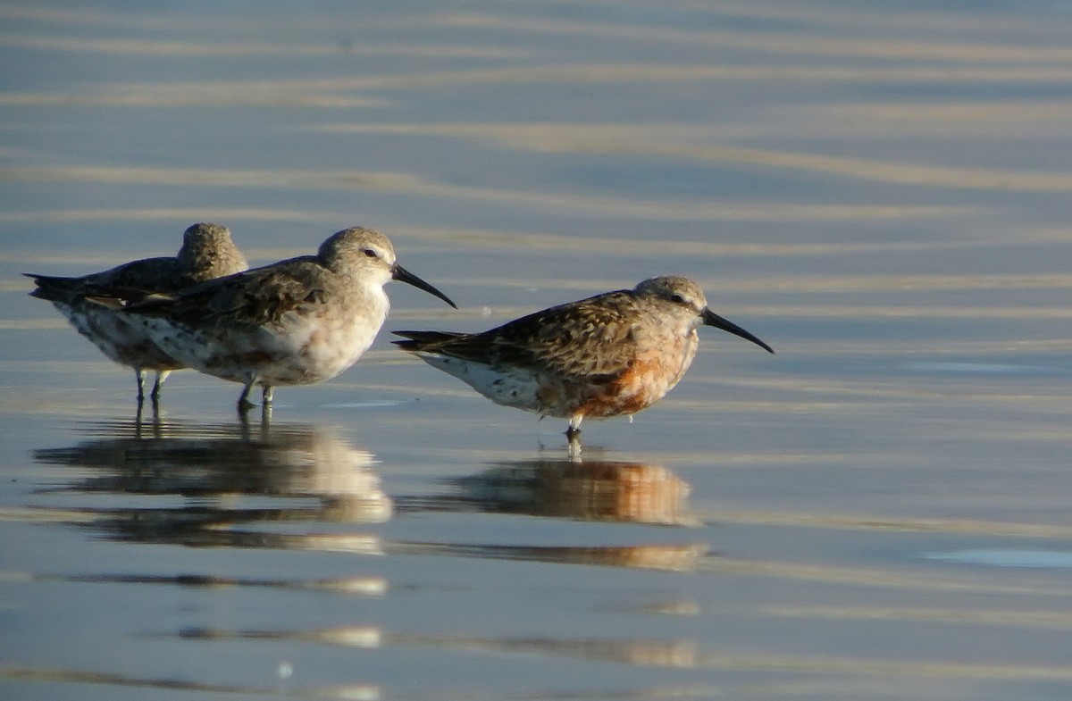 Curlew Sandpiper - ML620525388