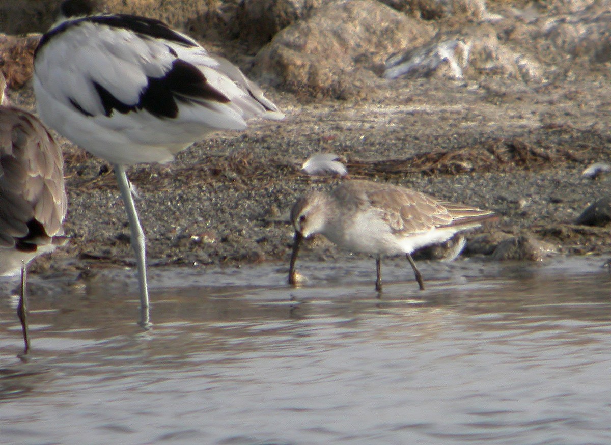 Curlew Sandpiper - ML620525394