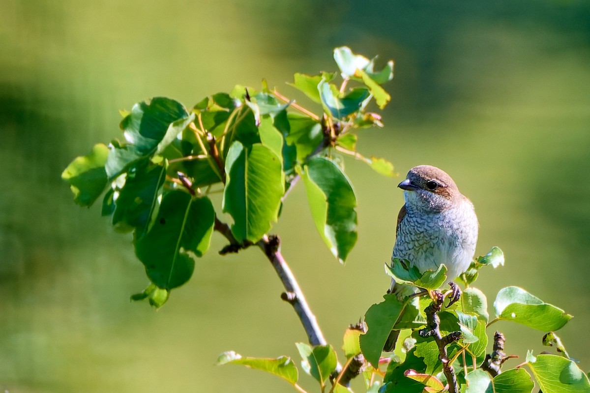 Red-backed Shrike - Tomáš Grim