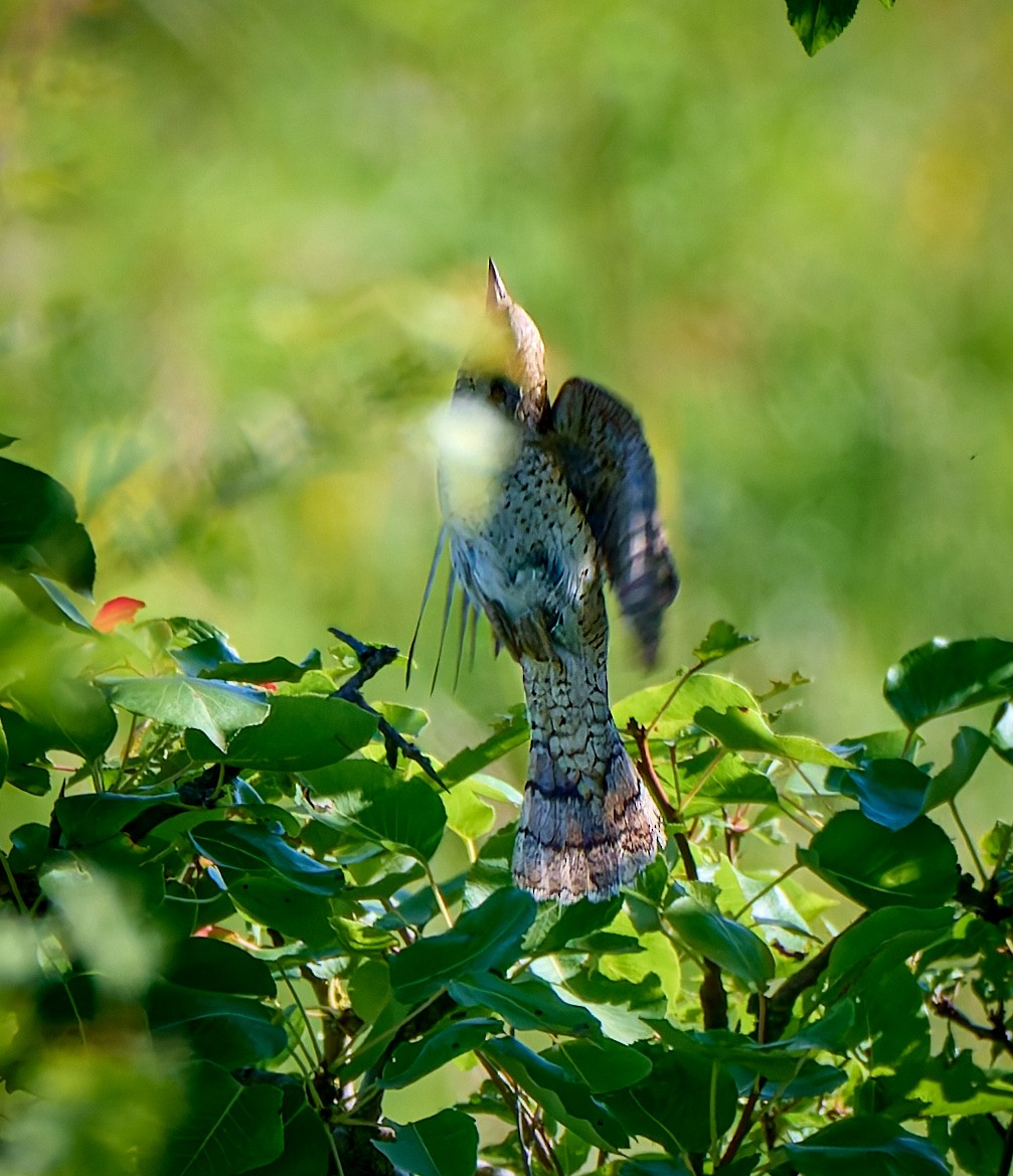 Eurasian Wryneck - ML620525400