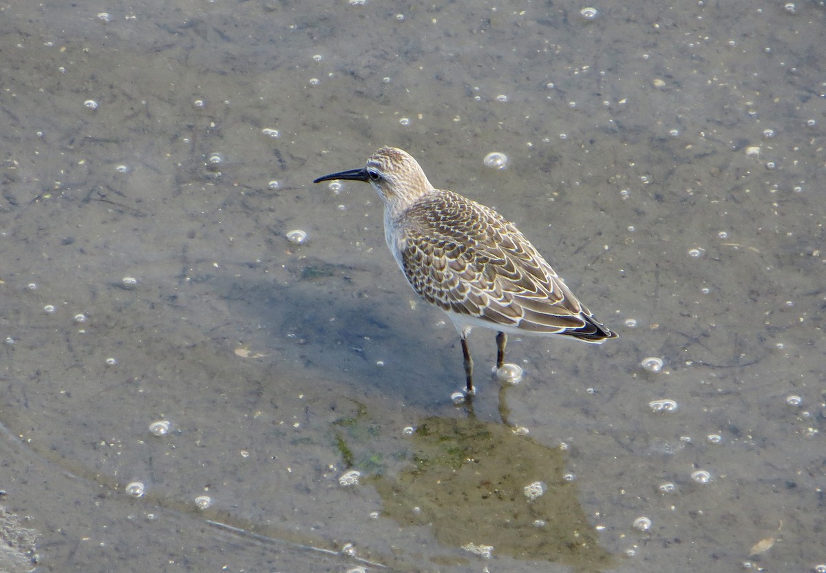 Curlew Sandpiper - ML620525408