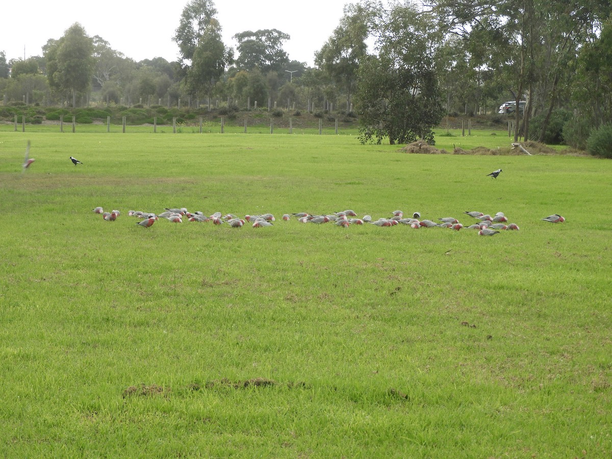 Cacatúa Galah - ML620525415