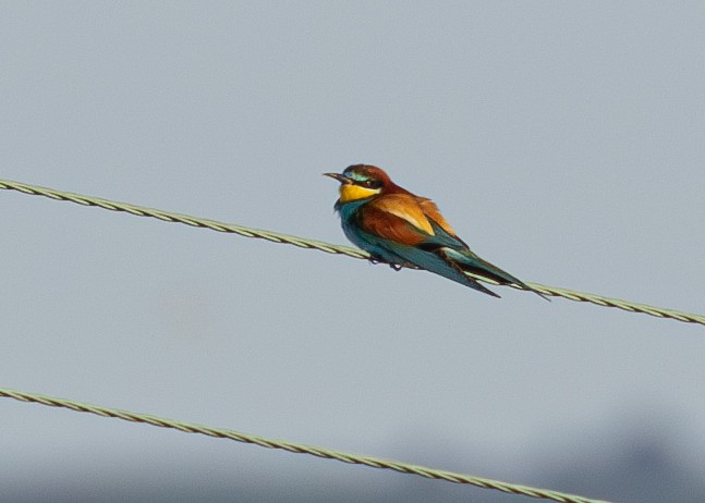 European Bee-eater - ML620525418