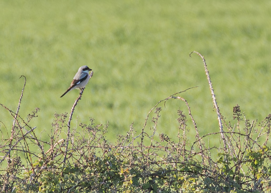 Lesser Gray Shrike - Nathaniel Dargue