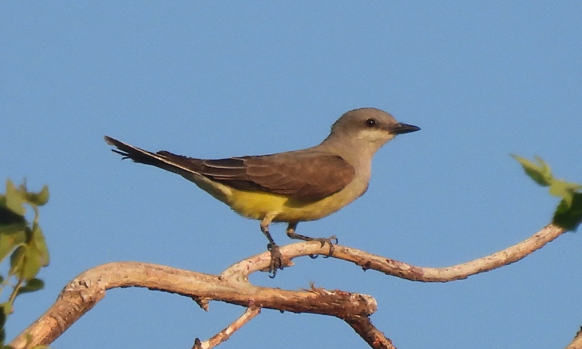 Western Kingbird - Corey S.