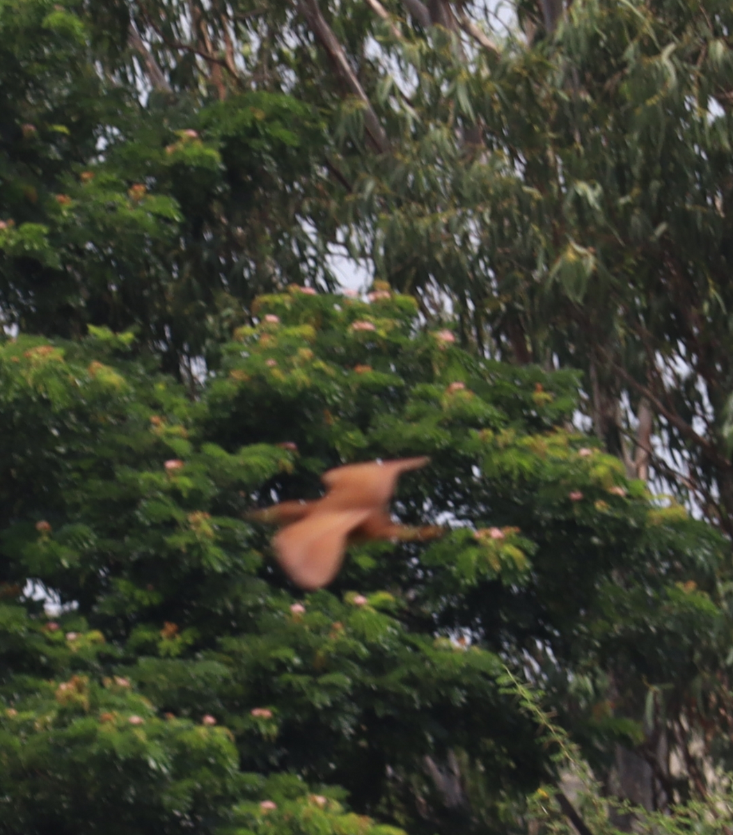 Cinnamon Bittern - ML620525425