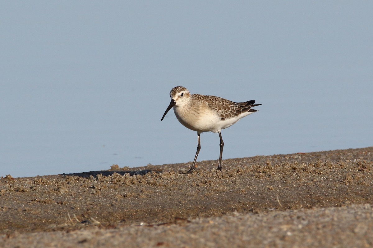 Curlew Sandpiper - ML620525429