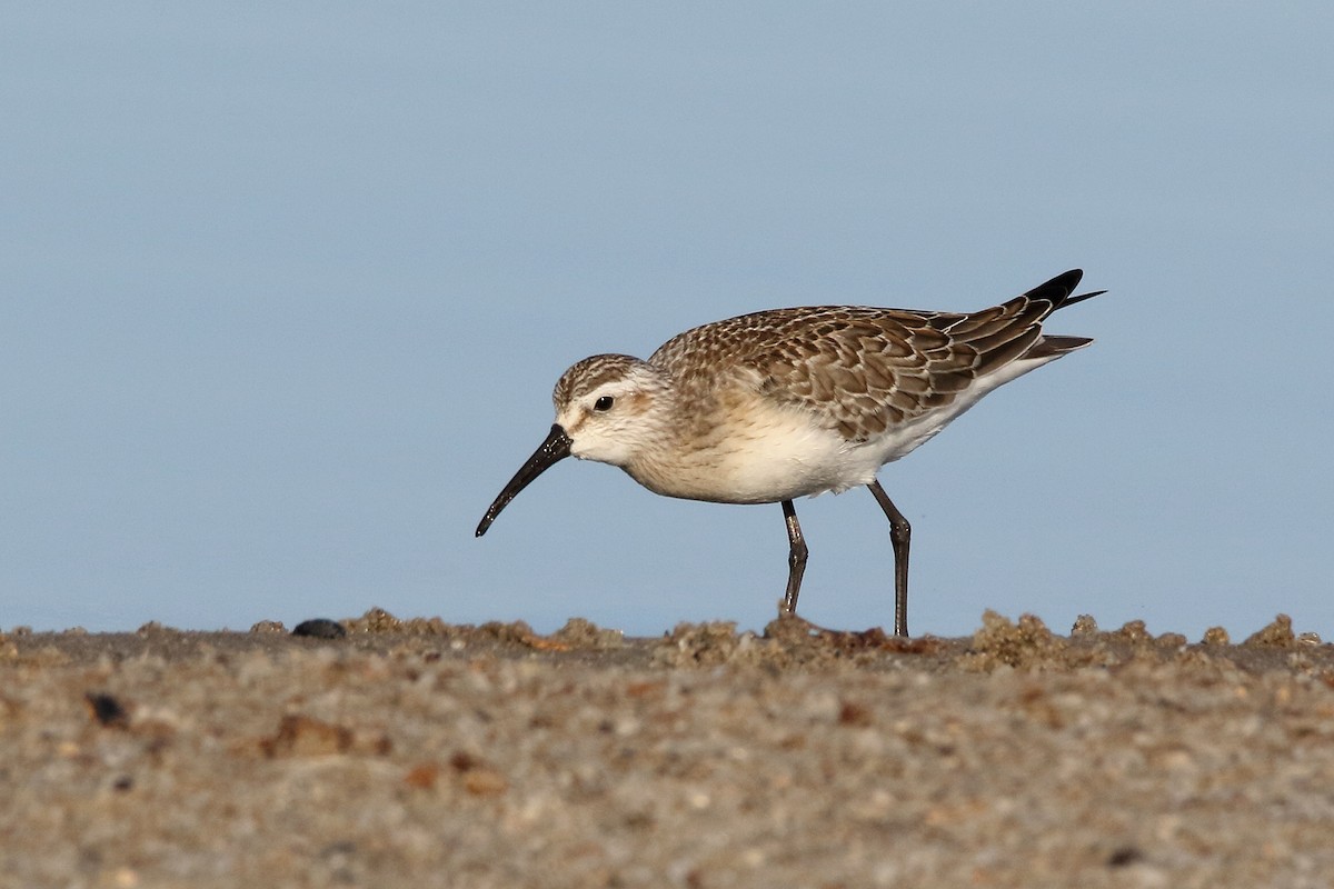 Curlew Sandpiper - ML620525430