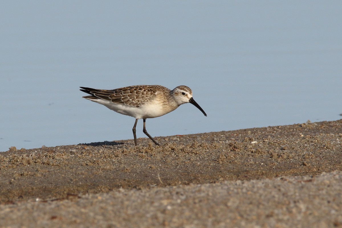 Curlew Sandpiper - ML620525431