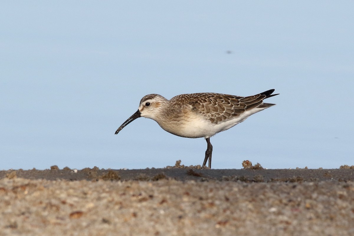 Curlew Sandpiper - ML620525432