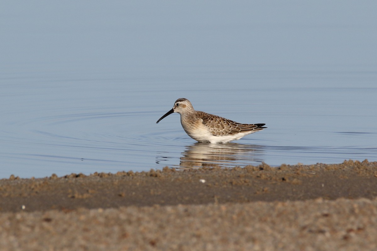 Curlew Sandpiper - ML620525433