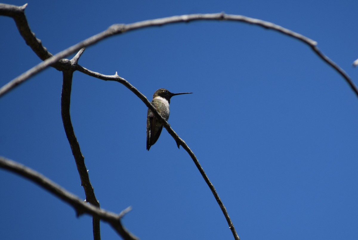 Black-chinned Hummingbird - ML620525440