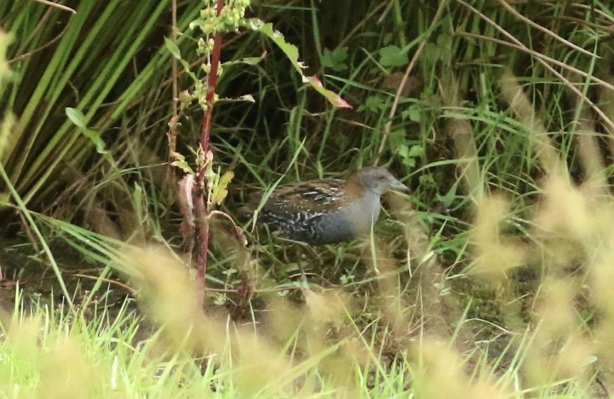 Baillon's Crake - ML620525442