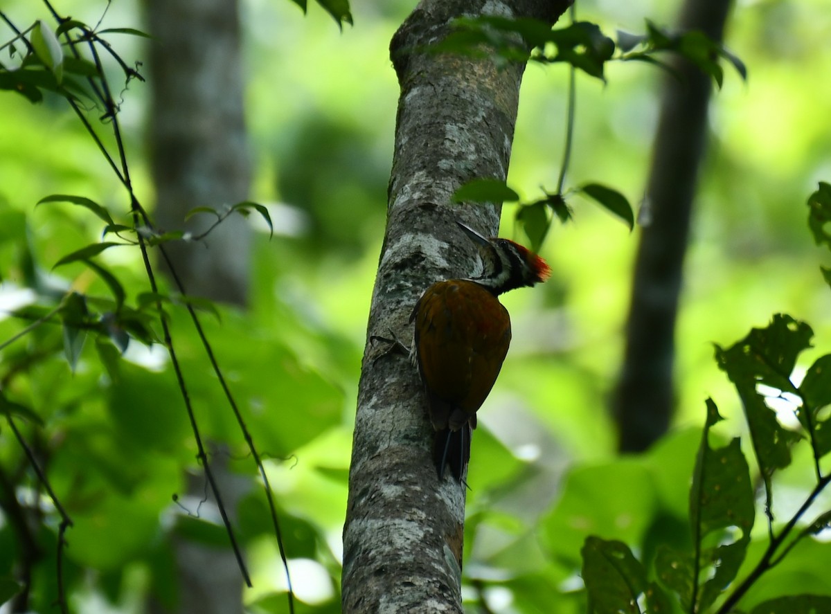 Common Flameback - ML620525447