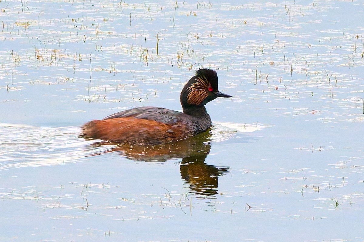 Eared Grebe - ML620525449