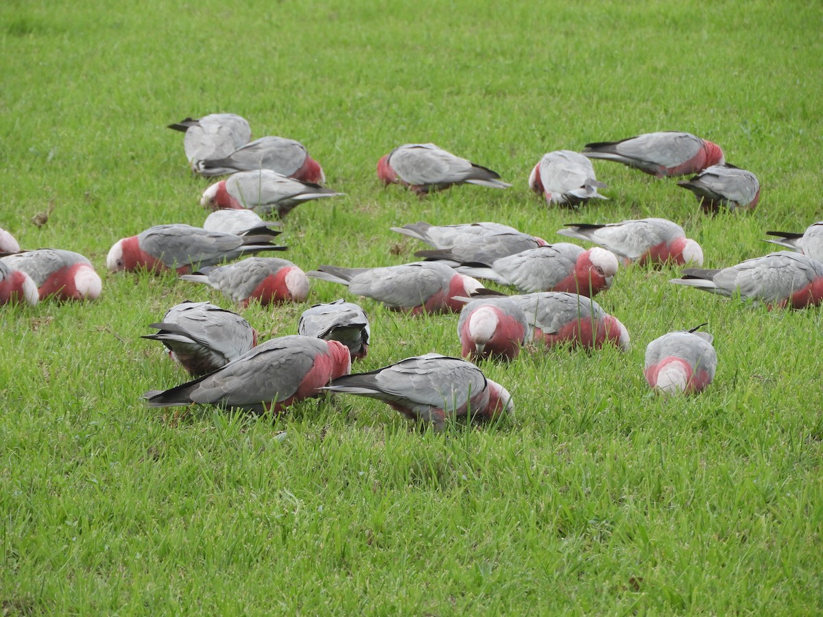 Cacatúa Galah - ML620525450