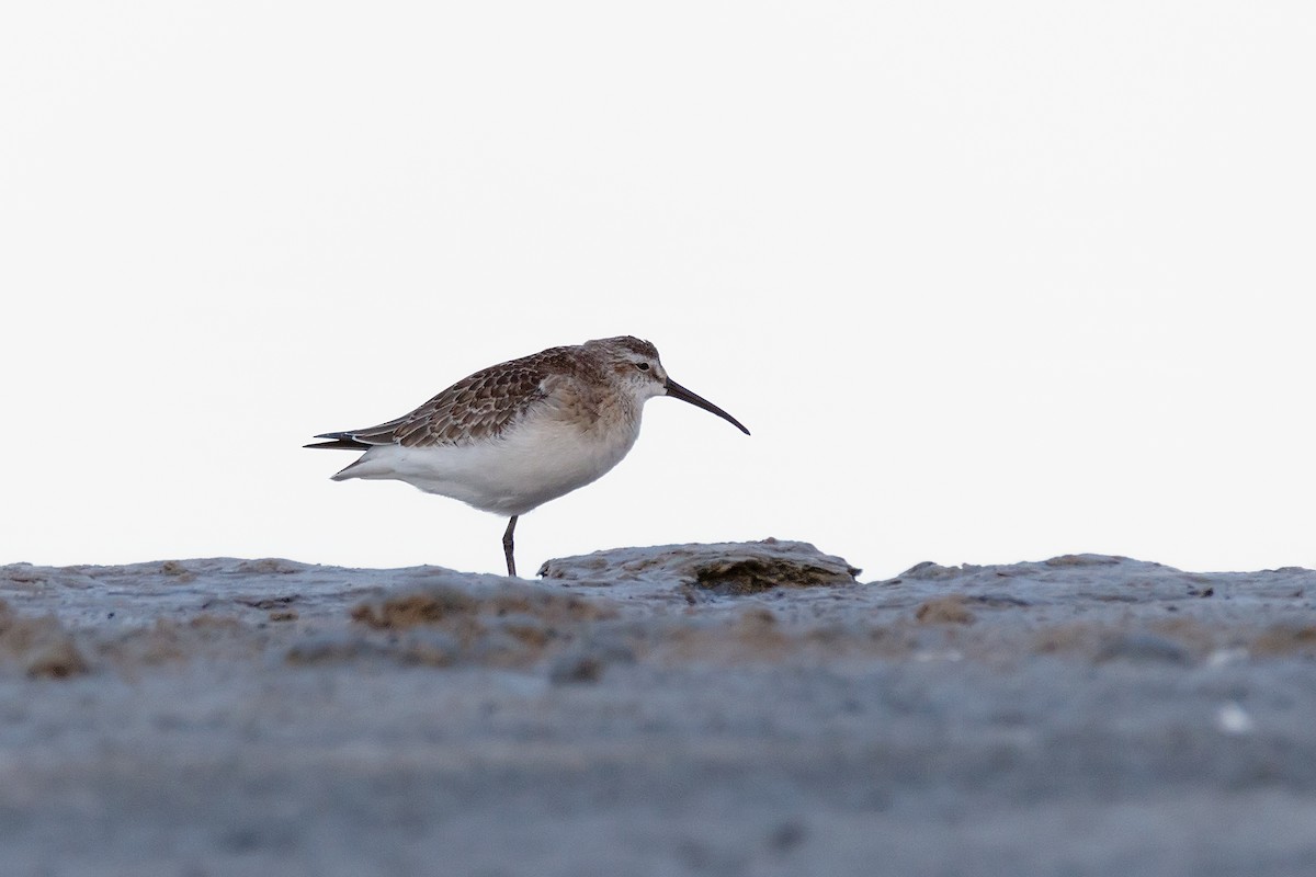 Curlew Sandpiper - ML620525452