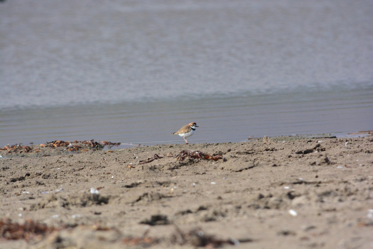 Collared Plover - ML620525462