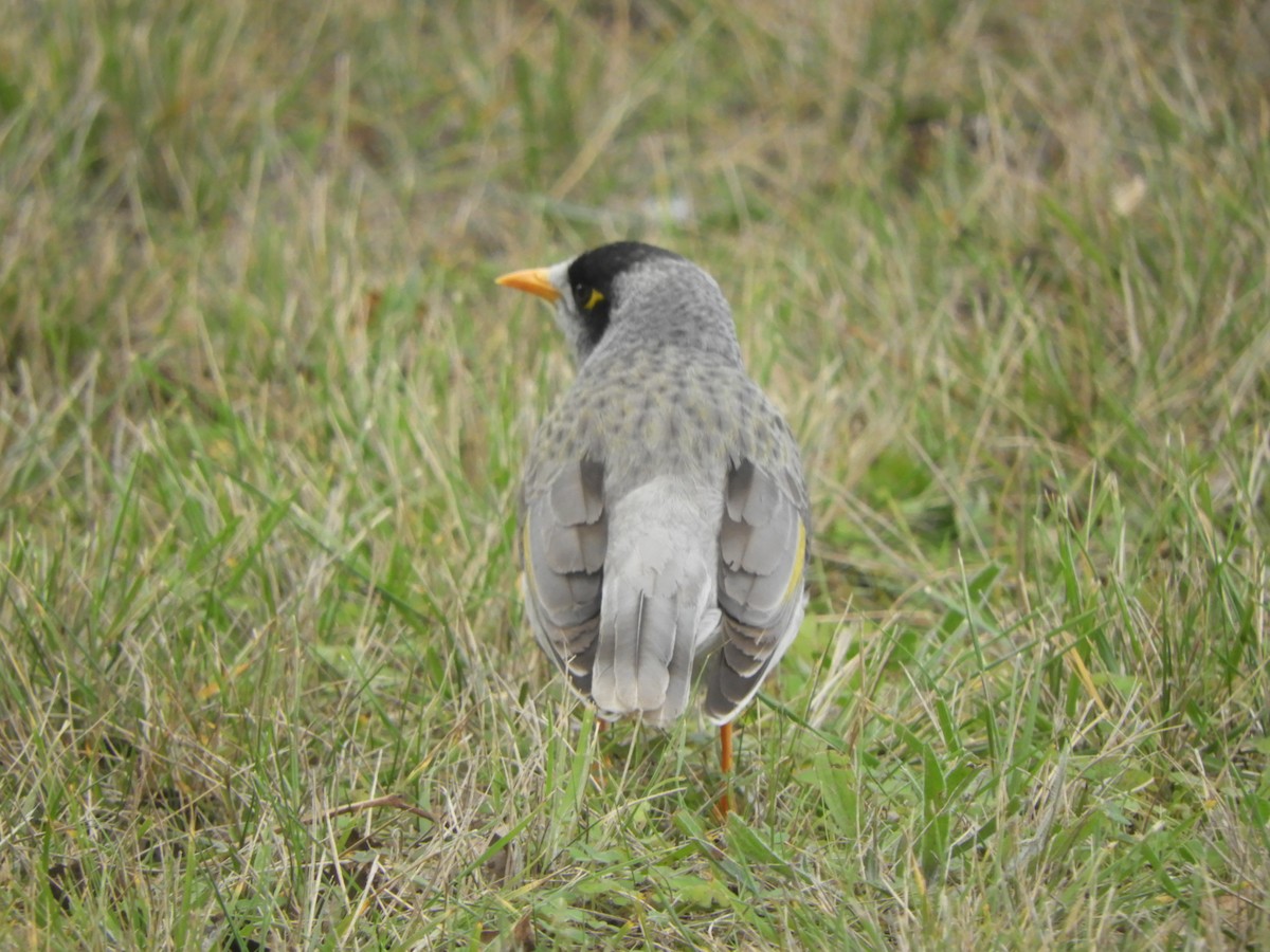 Weißstirn-Schwatzvogel - ML620525463