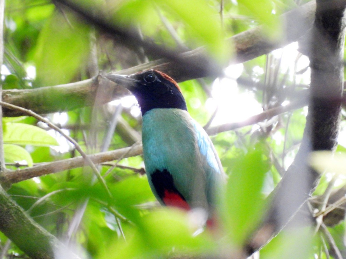 Blue-winged Pitta - ML620525464