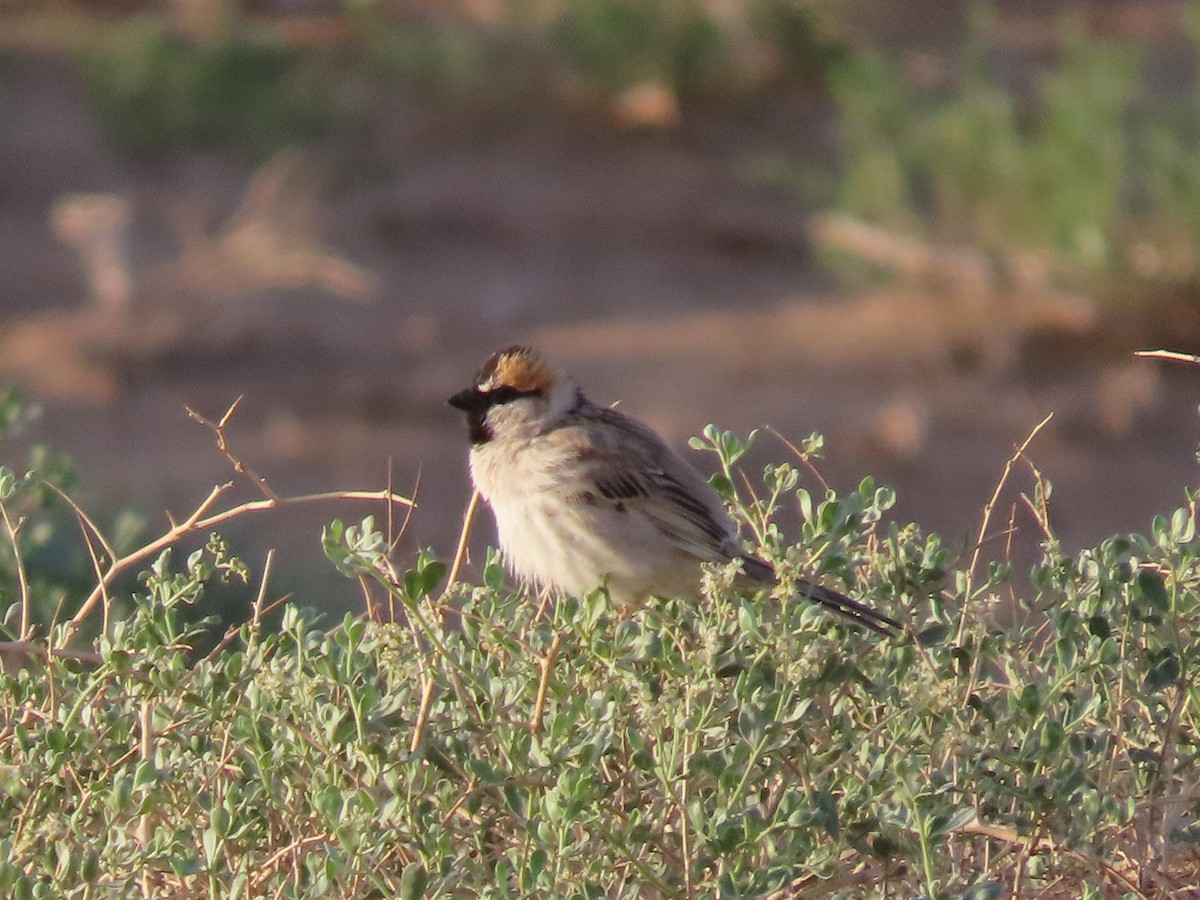 Saxaul Sparrow - ML620525465