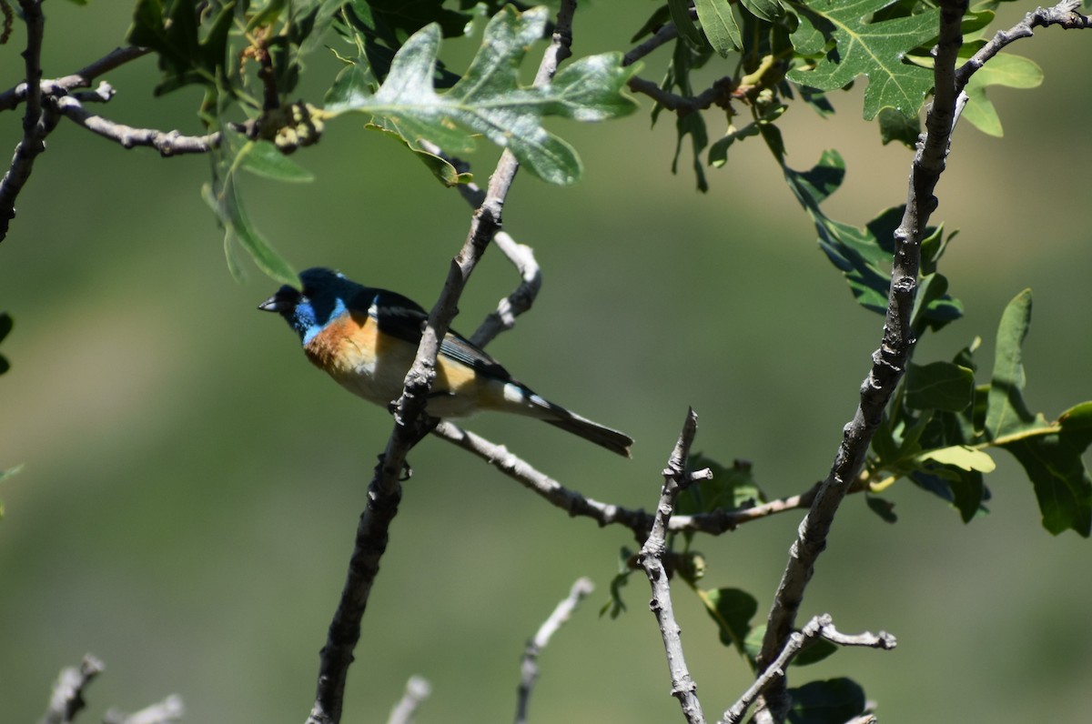 Lazuli Bunting - ML620525466