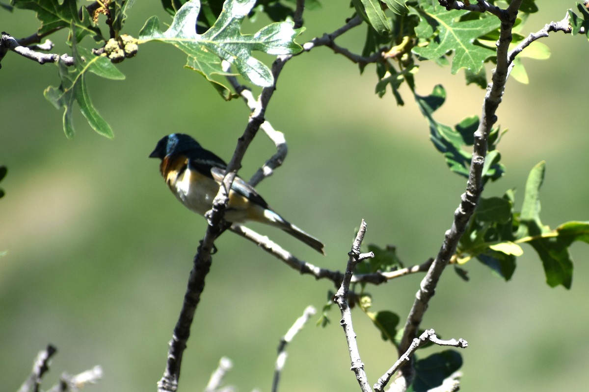 Lazuli Bunting - ML620525467