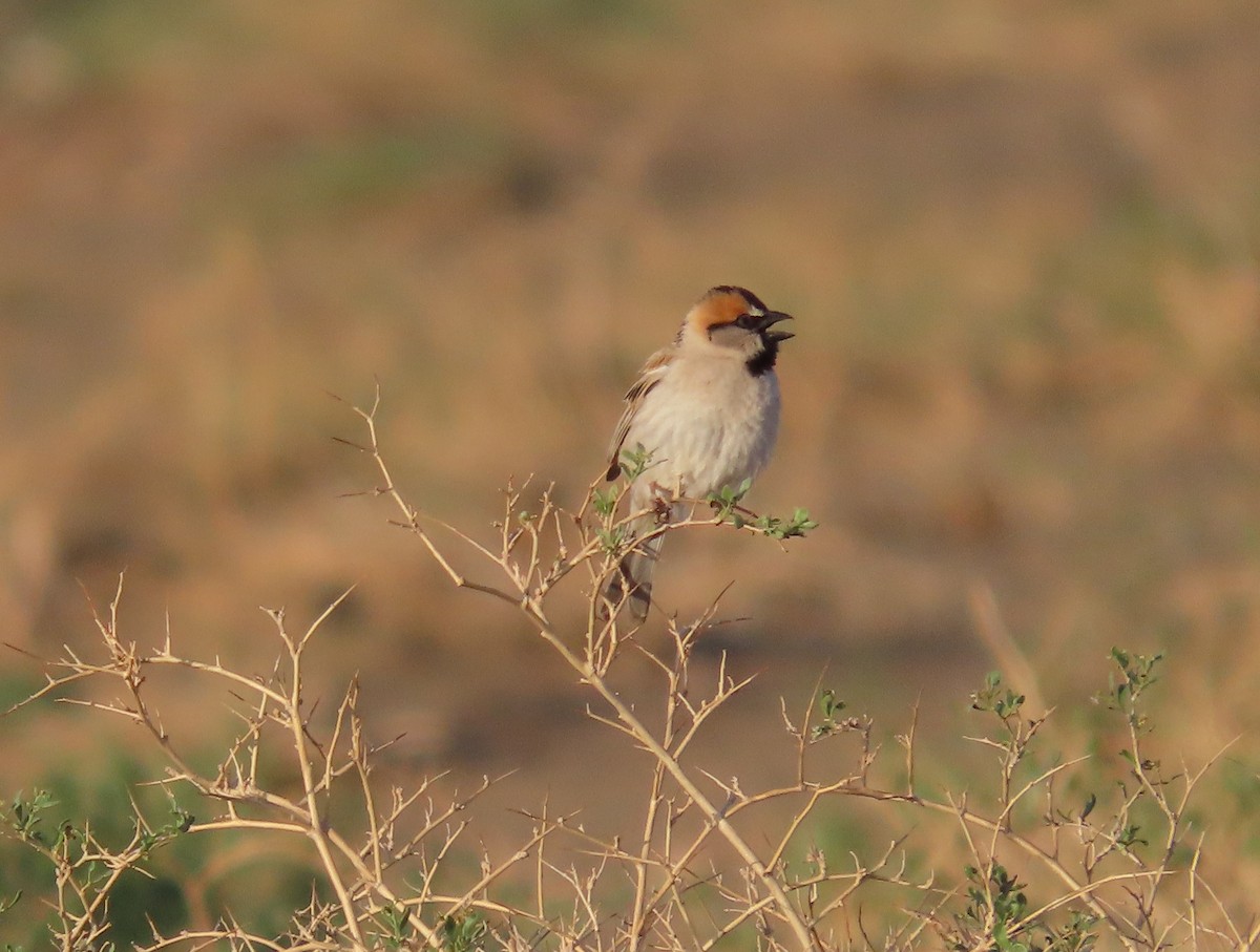 Saxaul Sparrow - ML620525468