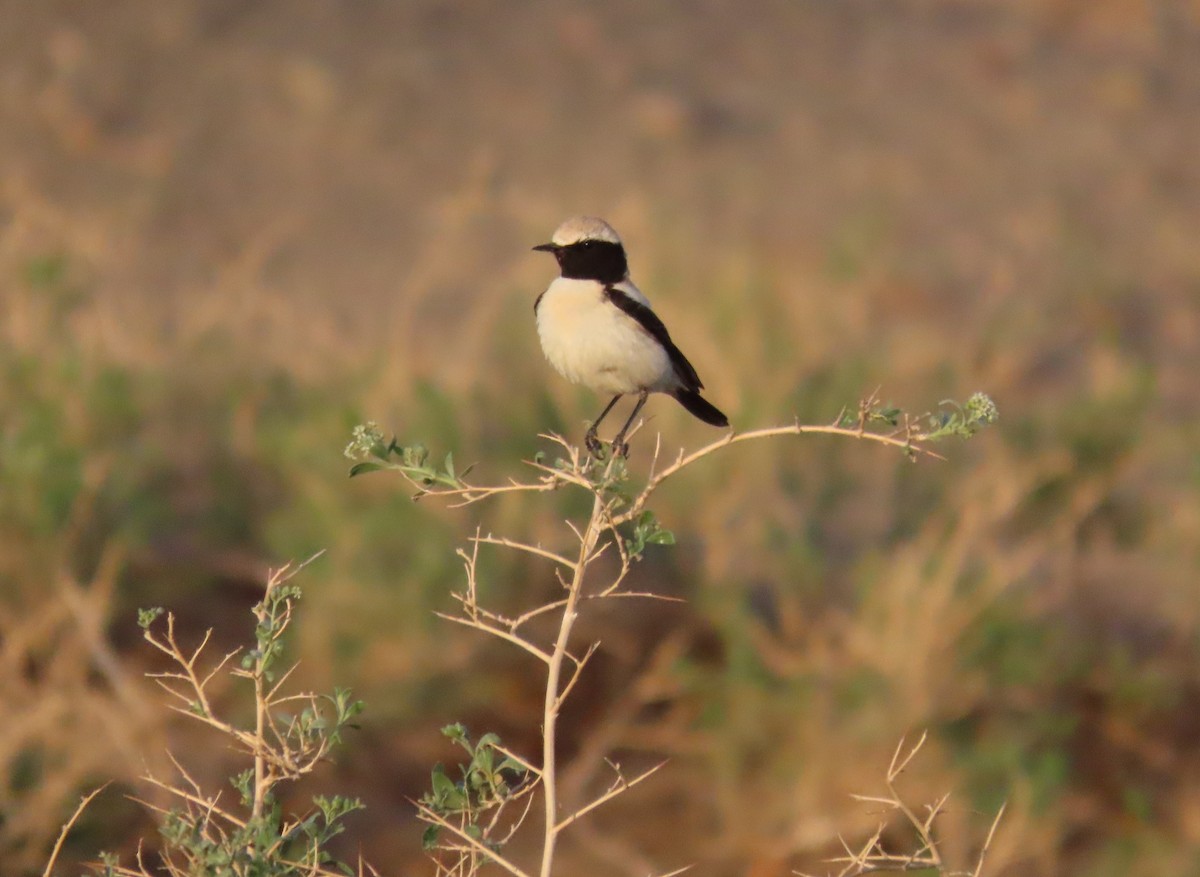 Desert Wheatear - ML620525470