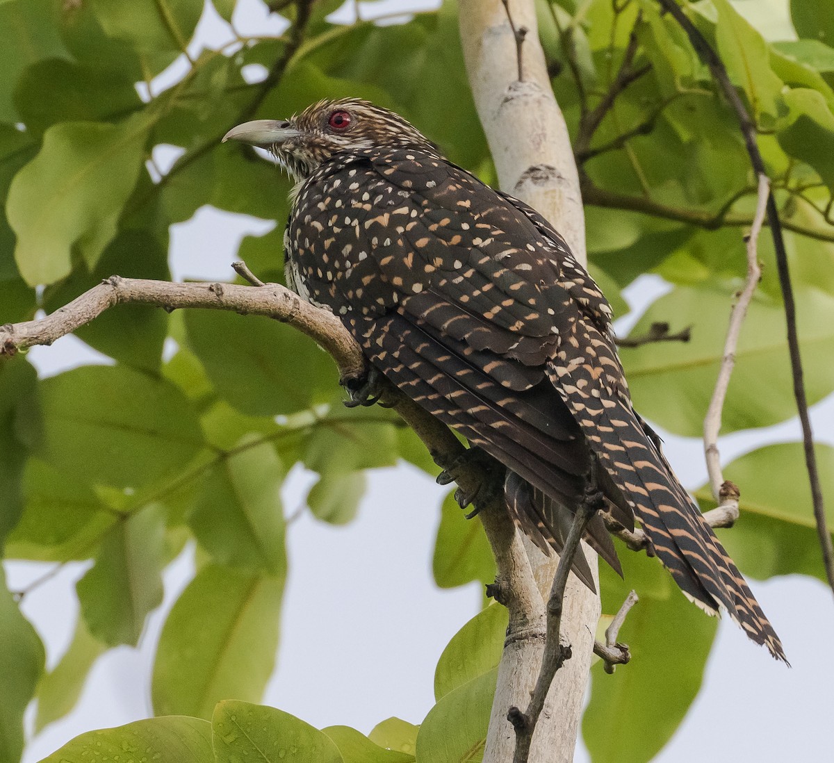 Asian Koel - John le Rond