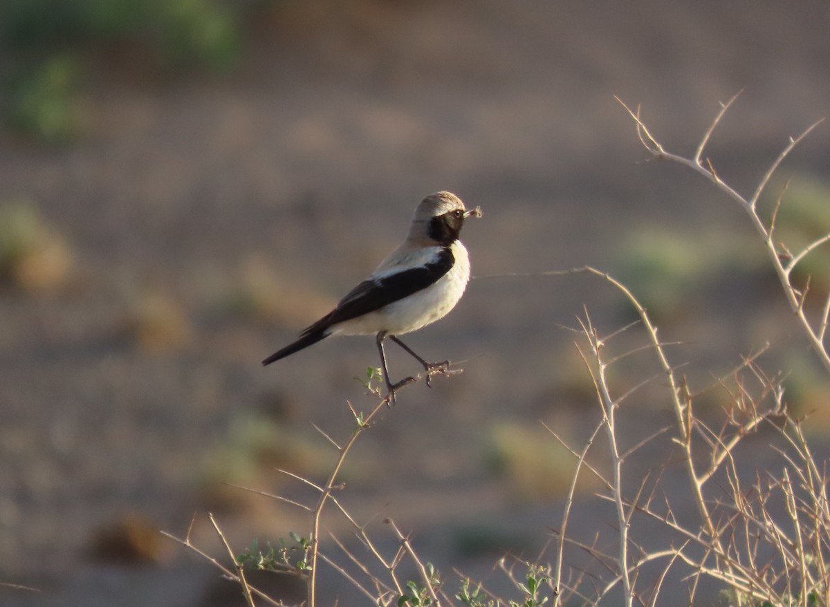 Desert Wheatear - ML620525473