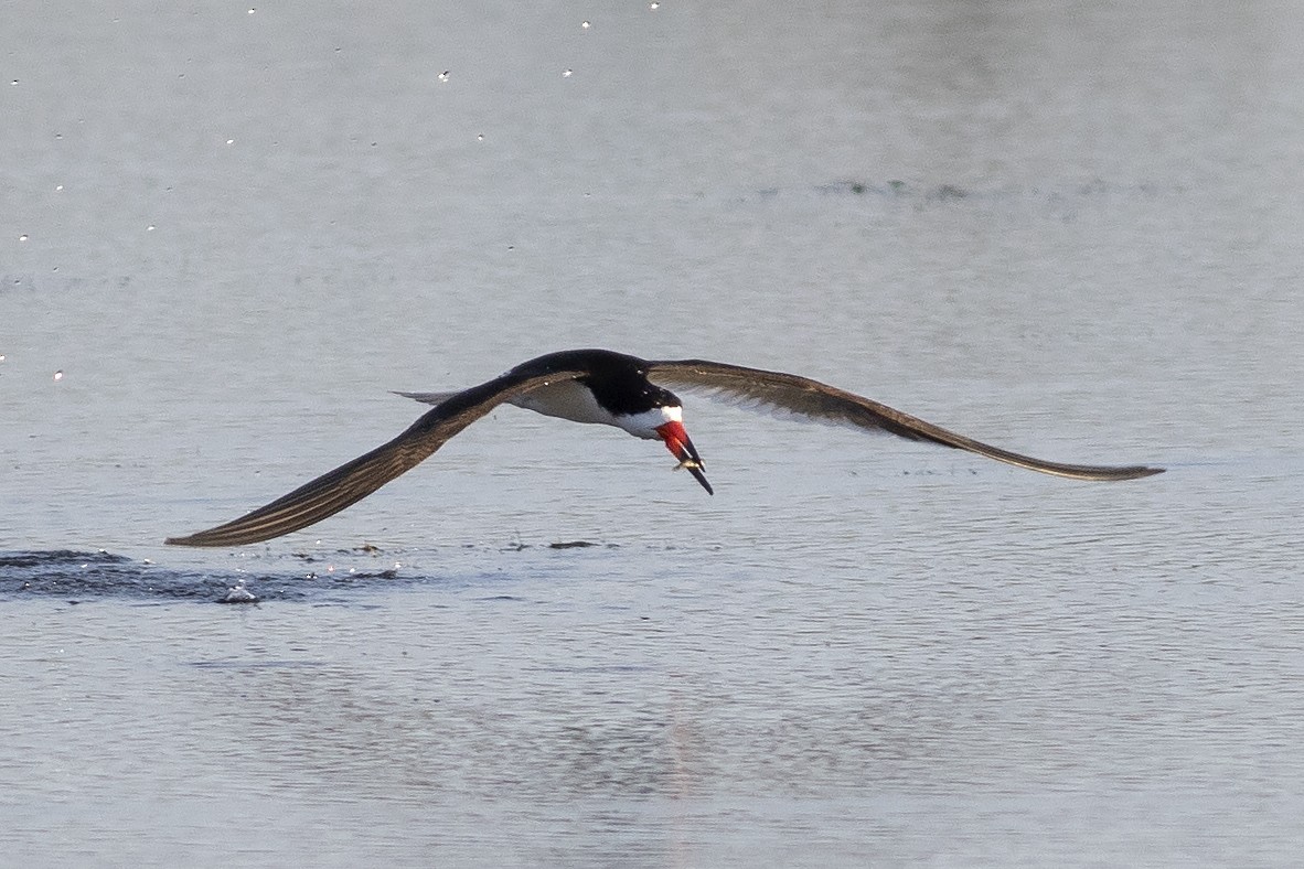 Black Skimmer - Martin Wall